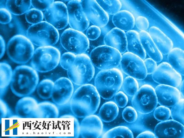 促排空卵泡验血能否查出(图1) 促排空卵泡验血能否查出(图1)