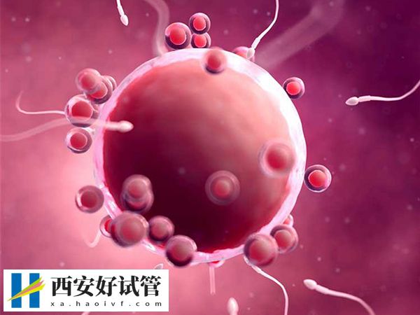 促排空卵泡验血能否查出(图3) 促排空卵泡验血能否查出(图3)