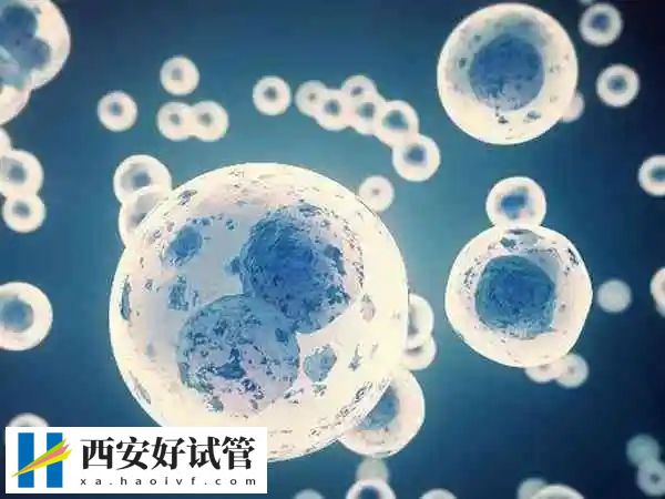 超长方案移植冻胚的成功率多少(图1) 超长方案移植冻胚的成功率多少(图1)