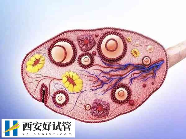 黄体期方案适合什么人(图1) 黄体期方案适合什么人(图1)