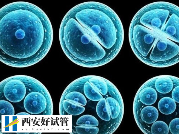 超长方案移植鲜胚还是冻胚(图1) 超长方案移植鲜胚还是冻胚(图1)